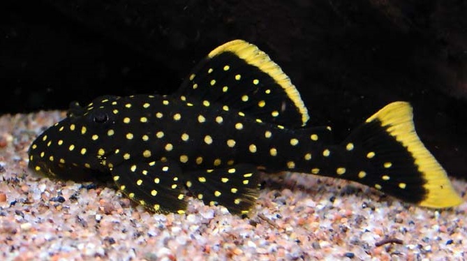 zoet Flipper maart Nieuwe levering (tropische) vissen 27 september 2017 – DE MAANVIS NIJMEGEN